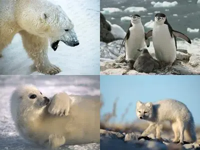 Wallpapers - Arctic & antarctic animals