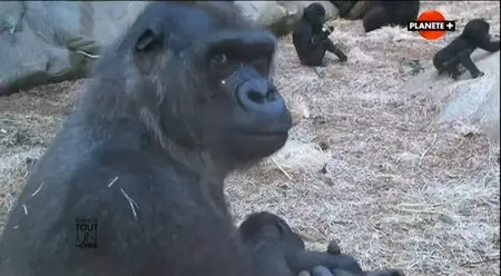 (Planète) Le zoo de Beauval, tout un monde (2014)