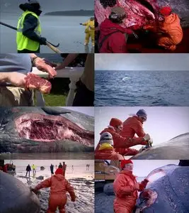 Channel 4 - Inside Natures Giants: Sperm Whale (2011)