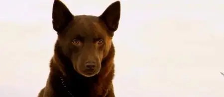 Red Dog (2011)