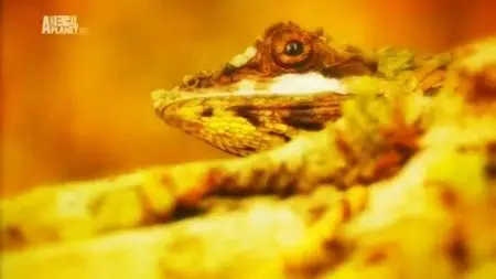 Discovery Channel - Wildest Islands Series 2 (2013)