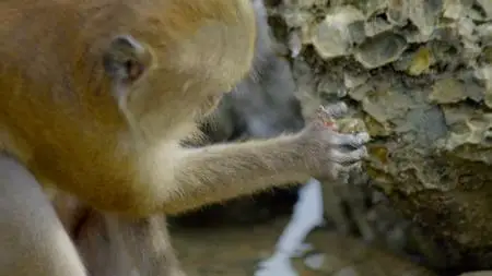 PBS - Nature: Protecting Primates (2020)