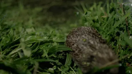 Wild Britain S01E08