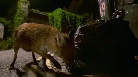 Wild Britain S01E08