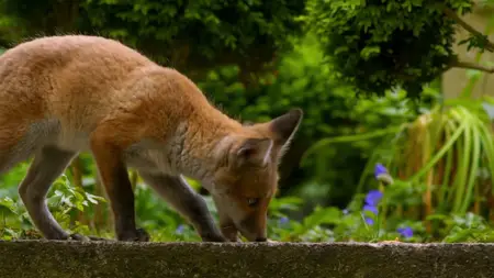 Wild Britain S01E08