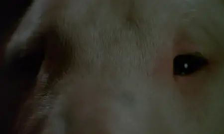 Baxter (1989)