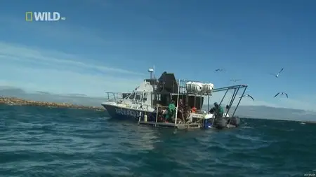 National Geographic Wild - Surviving Shark Night (2012)
