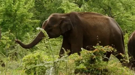 BBC Natural World - Sri Lanka: Elephant Island (2013)