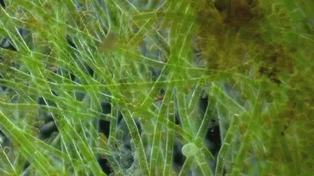 Water Life: Episode 15 - Kingdom of Tides / Mundos de agua / Водная жизнь. Серия 15 - Царство приливов (2008)