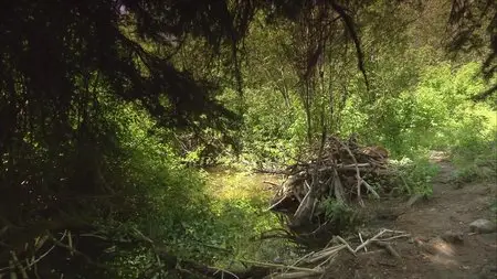 CBC - The Nature of Things: The Beaver Whisperers (2015)