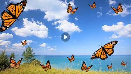 Howexpert Online Course - Monarch Butterfly 3.0