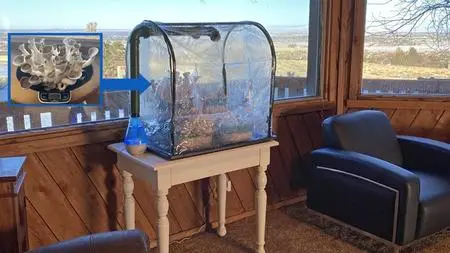 Tabletop Mushroom Growing At Home Indoors