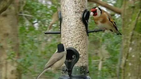 BBC - Winterwatch 2021 (2021)