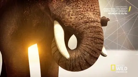 NatGeo - Everything You Didn't Know About Animals: Elephants, Cats & Octopuses (2015)