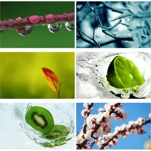 Wallpapers Plants. Set 4