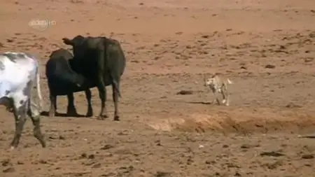 UKTV - Dingo: Wild Dogs at War (2012)