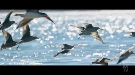 ABC - Flyways: The Story Of Migratory Shorebirds (2023)