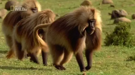 National Geographic Wild - Worlds Deadliest Animal: Battles (2012)