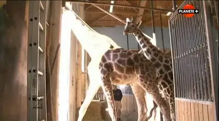 (Planète) Le zoo de Beauval, tout un monde (2014)