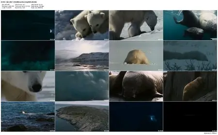 Arctic Tale (2007)