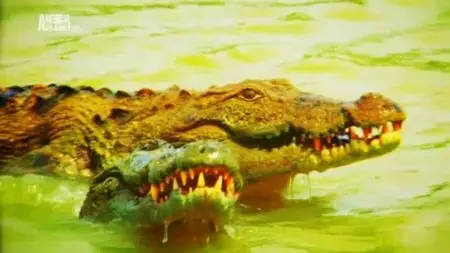 Discovery Channel - Wildest Islands Series 2 (2013)