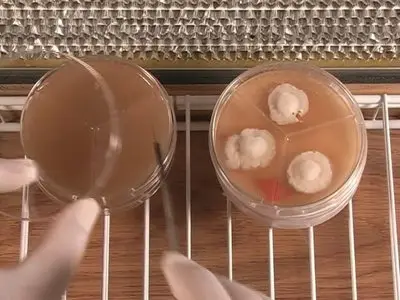 Let's Grow Mushrooms!