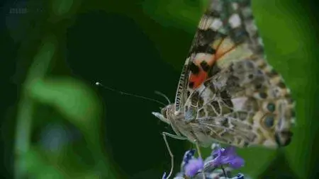 BBC - The Great Butterfly Adventure: Africa to Britain with the Painted Lady (2016)
