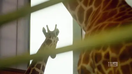 Zoo S04E01