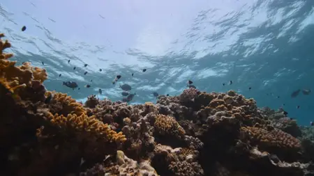 Beneath the Surface: The Fight for Corals (2024)