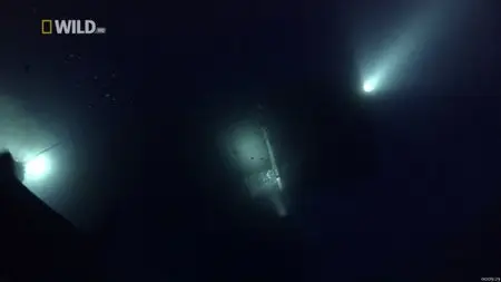 National Geographic Wild - Surviving Shark Night (2012)