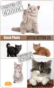 Little kitten 25 - Stock Photo