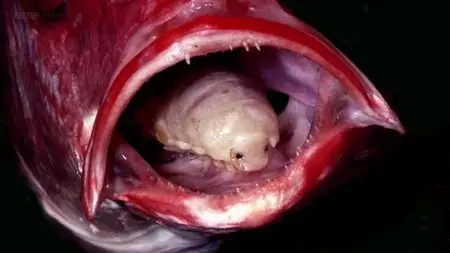 BBC - Infested: Living with Parasites (2014)