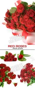 Roses 2