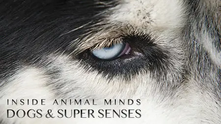 PBS Nova - Inside Animal Minds: Dogs and Super Senses(2014)