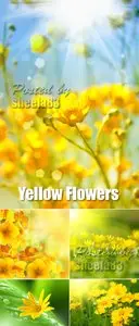 Stock Photo - Yellow Flowers 