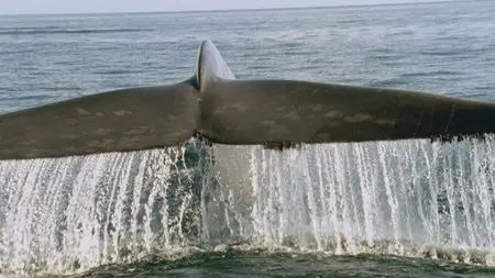 Ocean Giants (2011)