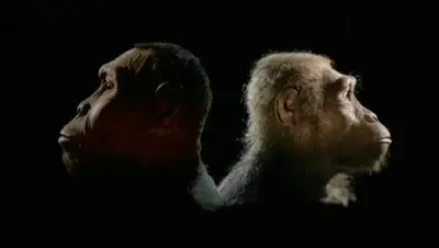 BBC Horizon - Ape That Took Over The World (2001)
