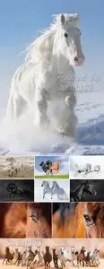 Stock Photo - Horses, Bloodstocks 2