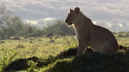 DisneyNature: African Cats (2011)