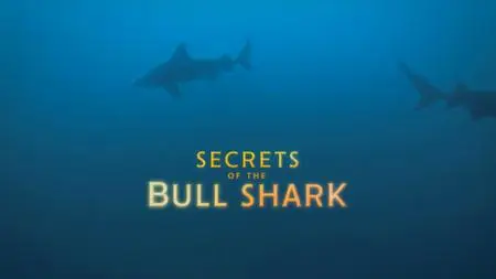 NG. - Secrets of the Bull Shark (2020)