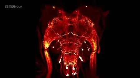 BBC - Metamorphosis: The Science of Change (2013)