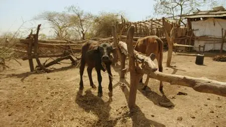 BBC Earth - Hidden India / Verborgenes Indien (2015)