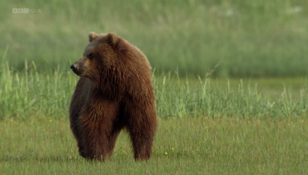 BBC - Great Bear Stakeout (2013)