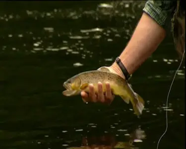Essential Skills with Olver Edwards: Streamer Fishing on Rivers