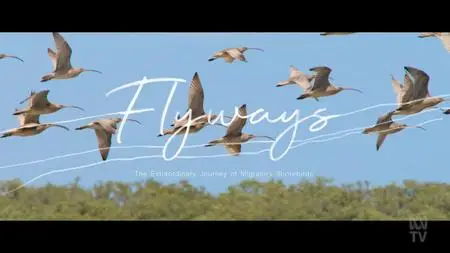 ABC - Flyways: The Story Of Migratory Shorebirds (2023)