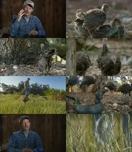 BBC - Natural World: My Life as a Turkey (2011)