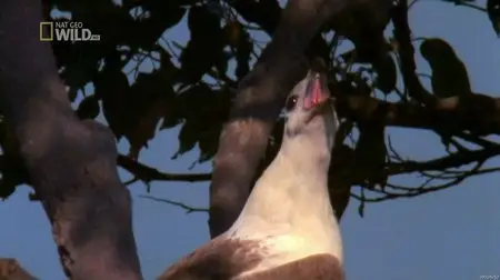 National Geographic Wild - Worlds Deadliest Animal: Battles (2012)