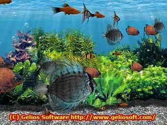 3D Fish School Screensaver 3.94