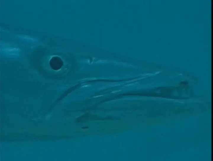 Прирожденные охотники. Диск 1