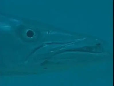 Прирожденные охотники. Диск 1